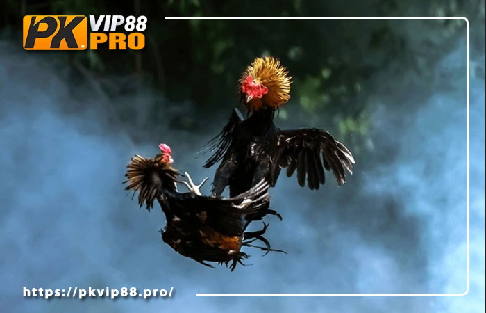 Giới thiệu về đá gà trực tiếp