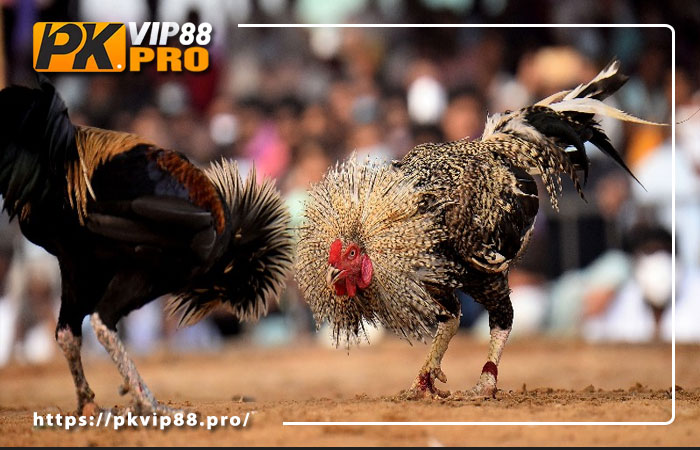 Những kèo đá gà trực tiếp
